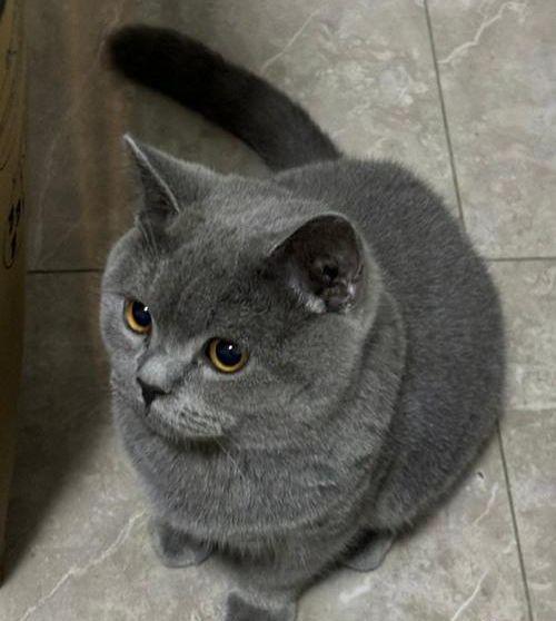 到主人呼唤哭到哽咽陌生人接力送它回家CQ9传奇电子猫咪被拐至千里之外听(图3)