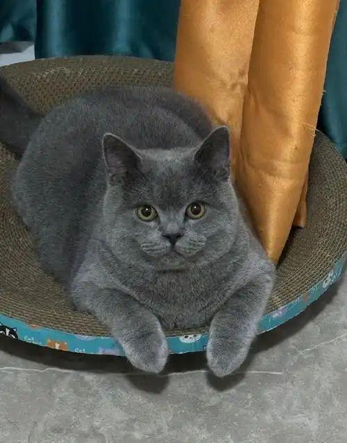 到主人呼唤哭到哽咽陌生人接力送它回家CQ9传奇电子猫咪被拐至千里之外听(图2)