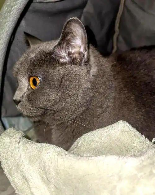 到主人呼唤哭到哽咽陌生人接力送它回家CQ9传奇电子猫咪被拐至