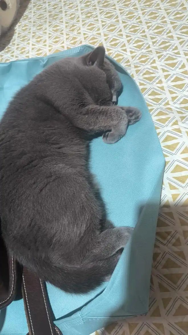 到主人呼唤哭到哽咽陌生人接力送它回家CQ9传奇电子猫咪被拐至千里之外听(图6)