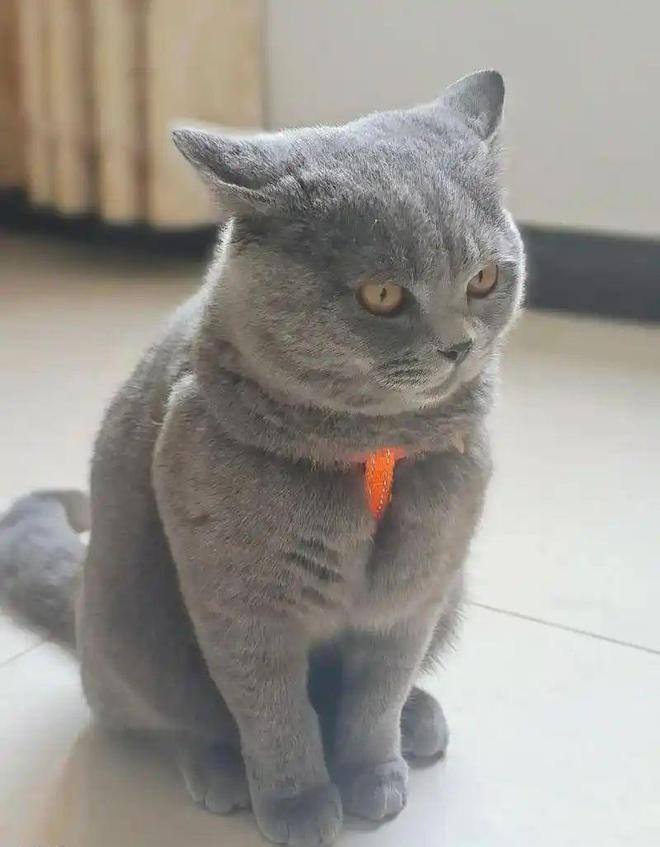 到主人呼唤哭到哽咽陌生人接力送它回家CQ9传奇电子猫咪被拐至千里之外听(图5)